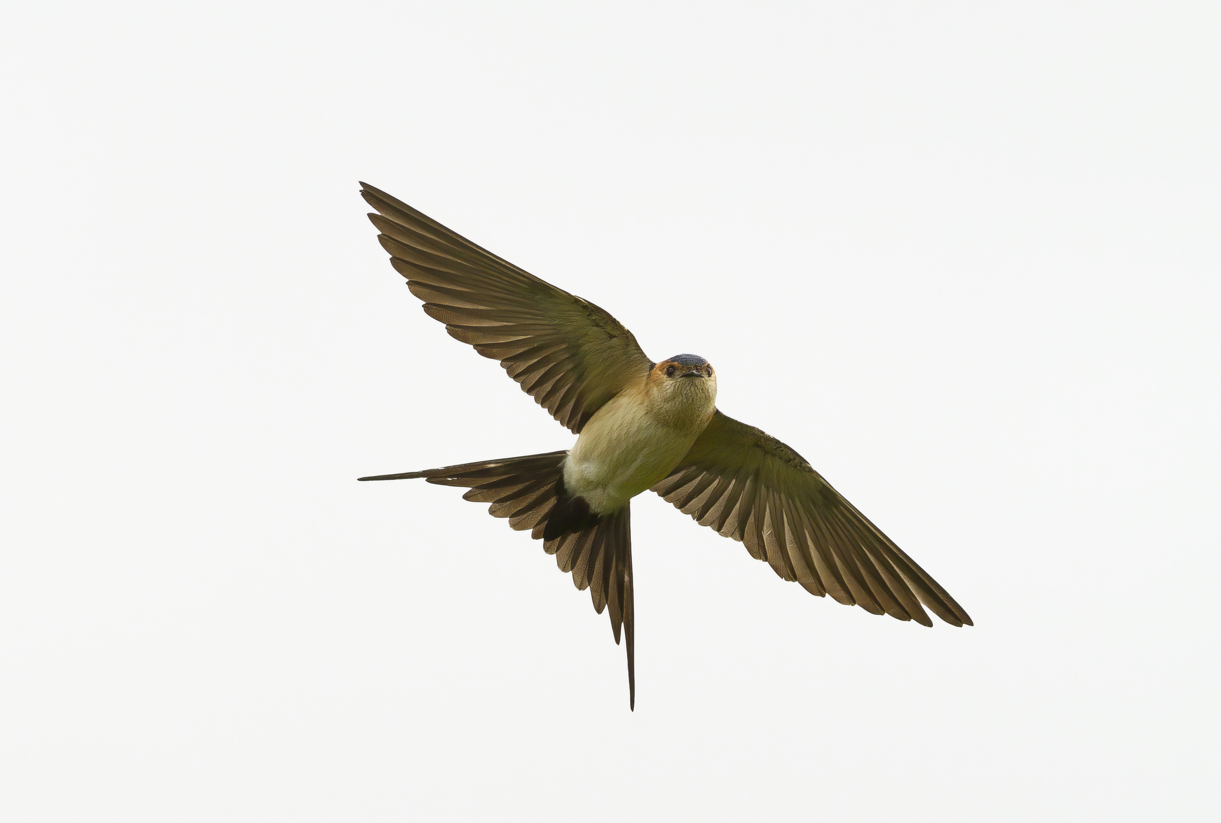 RedRumpedSwallow 280412 Far Ings BMClarkson topaz enhance