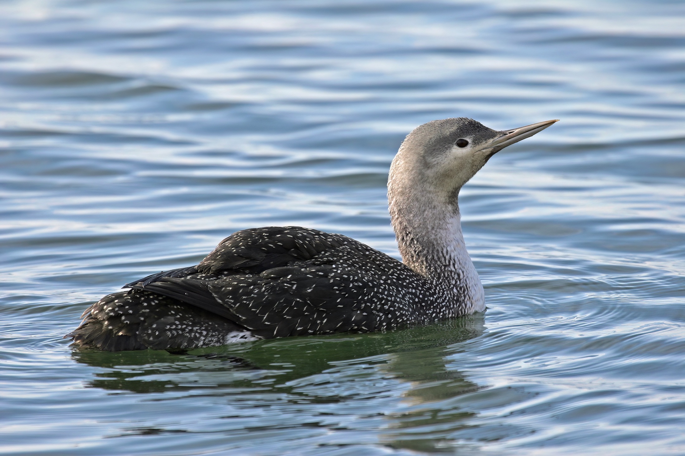 RedThroatedDiver March2006 CovenhamReservoir MJTarrant topaz denoise