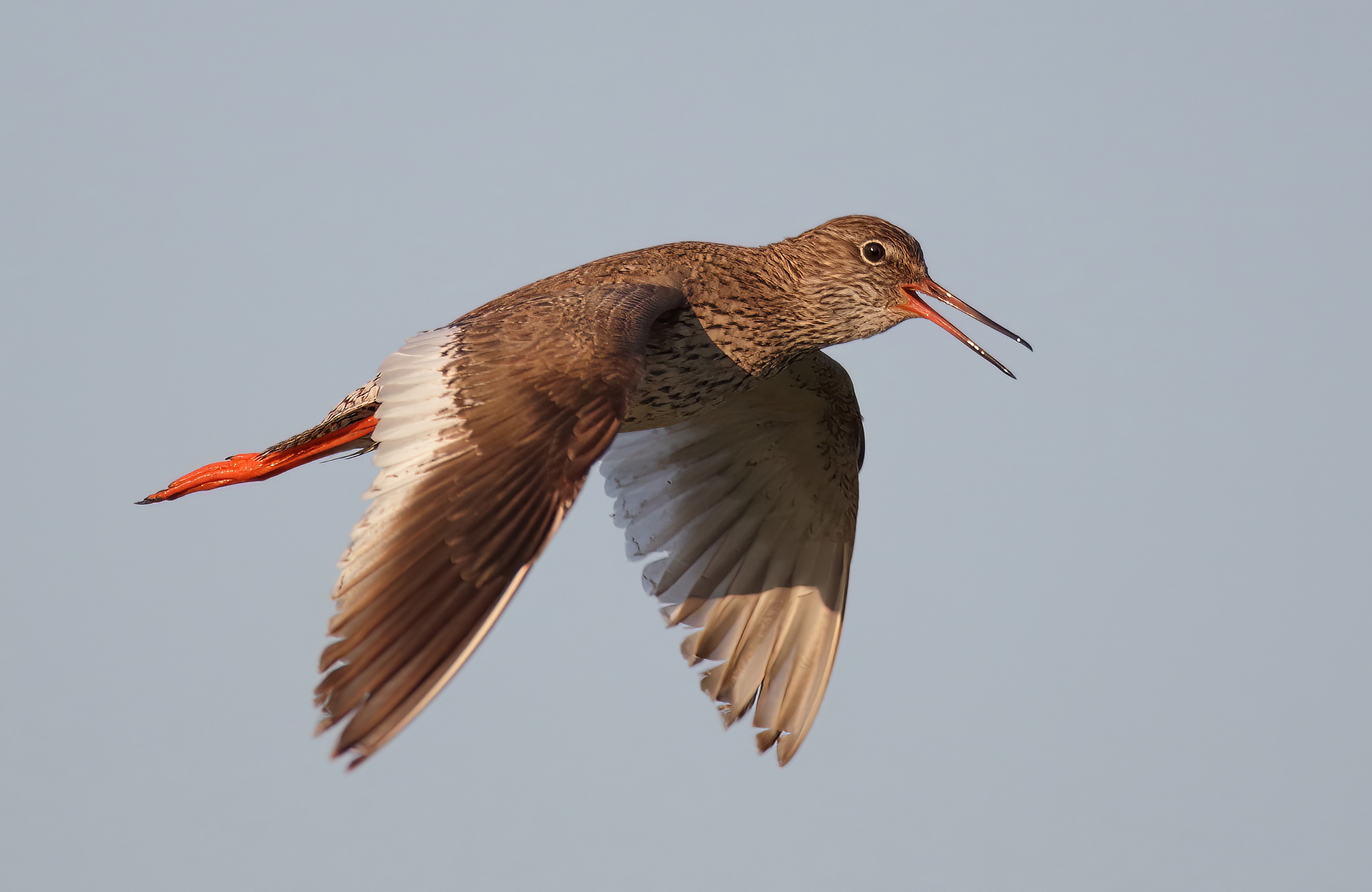Redshank2 220410 NSmith topaz denoise sharpen