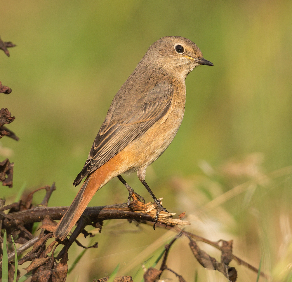 Redstart 210914 Donna Nook BMClarkson