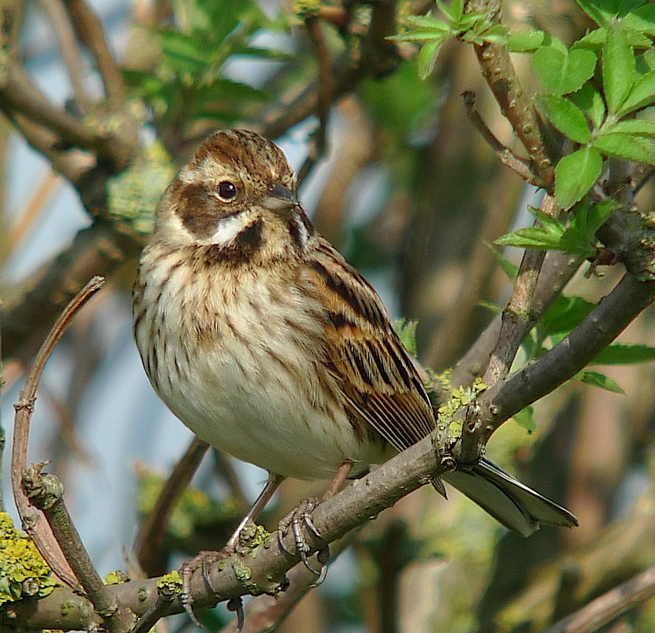 ReedBunting 100409 Bardney RussHayes