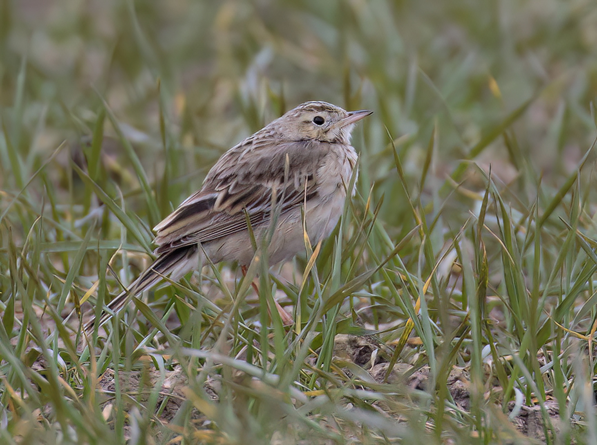 RichardsPipit 270216 Goxhill Haven GPCatley topaz denoise enhance