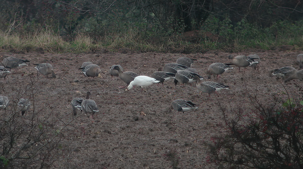 Rosss Goose South Ferriby November 2002 G P Catley