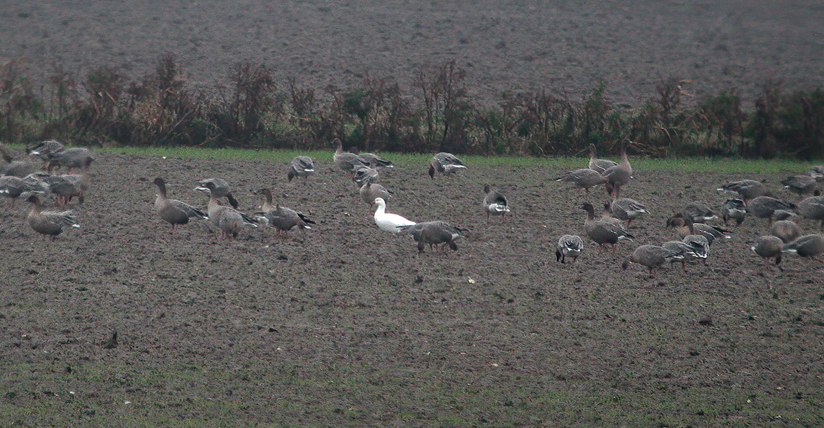 Rosss Goose South Ferriby November 2002 G P Catley