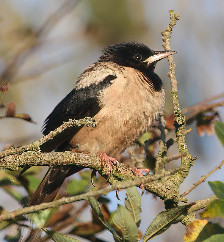 RosyStarling 101014 Anderby PAHyde SharpenAI Motion