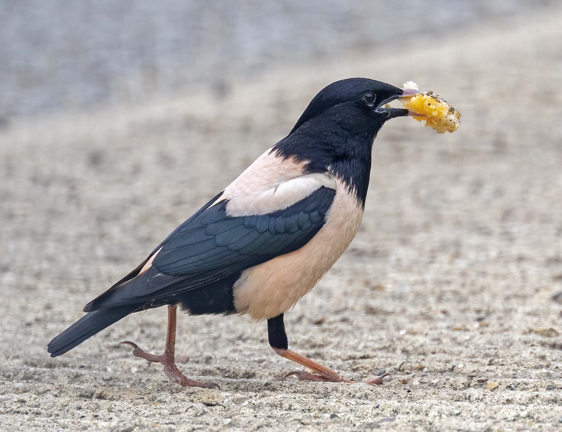 RosyStarling July2020 Mablethorpe GPCatley