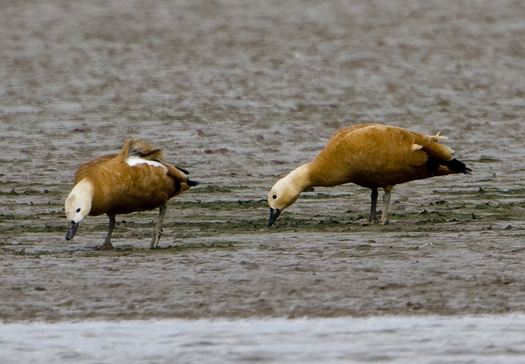 RuddyShelducks 300809 HumberBank GPCatley topaz enhance