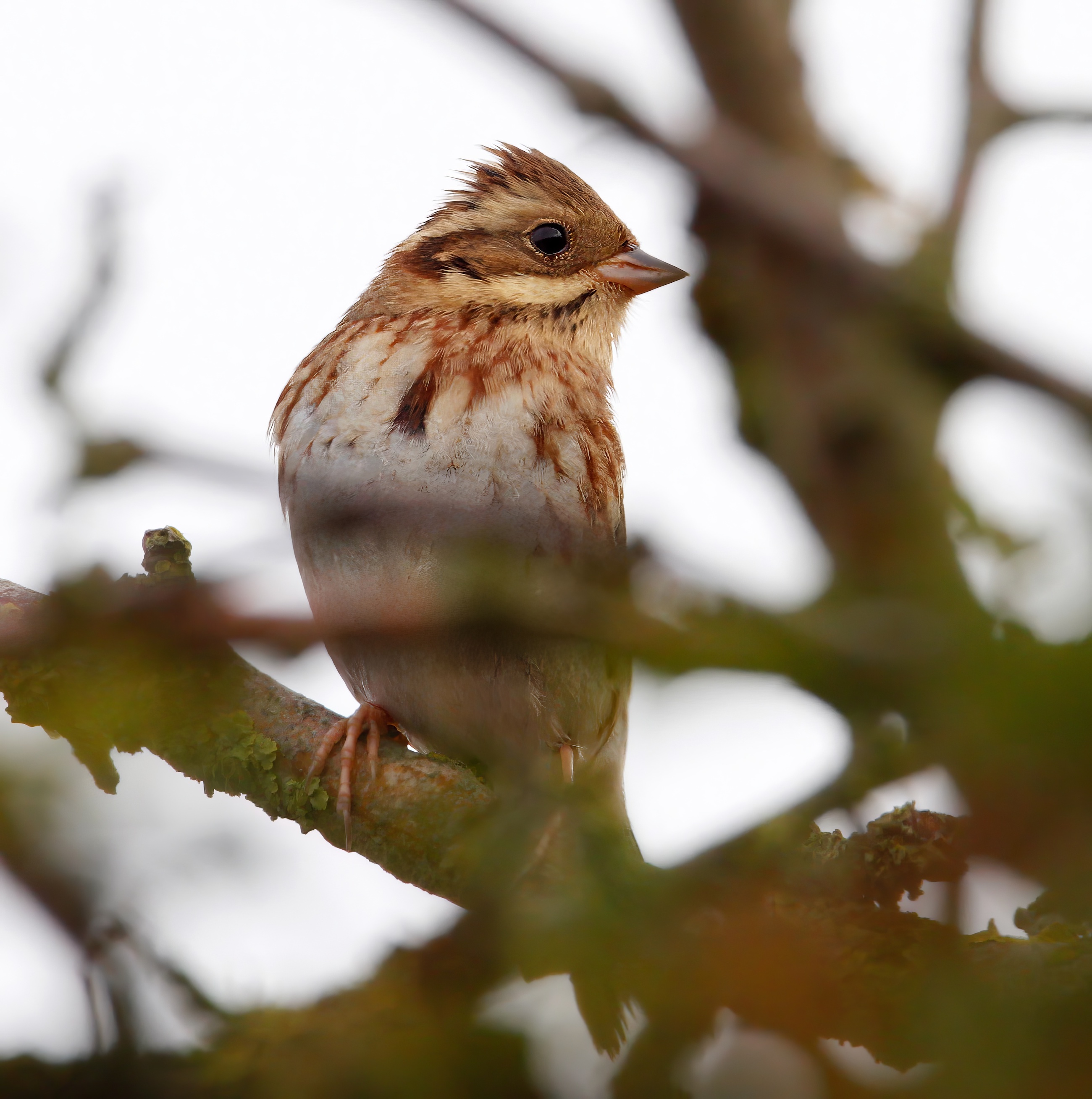 RusticBunting 031013 Donna Nook MJTarrant topaz enhance sharpen