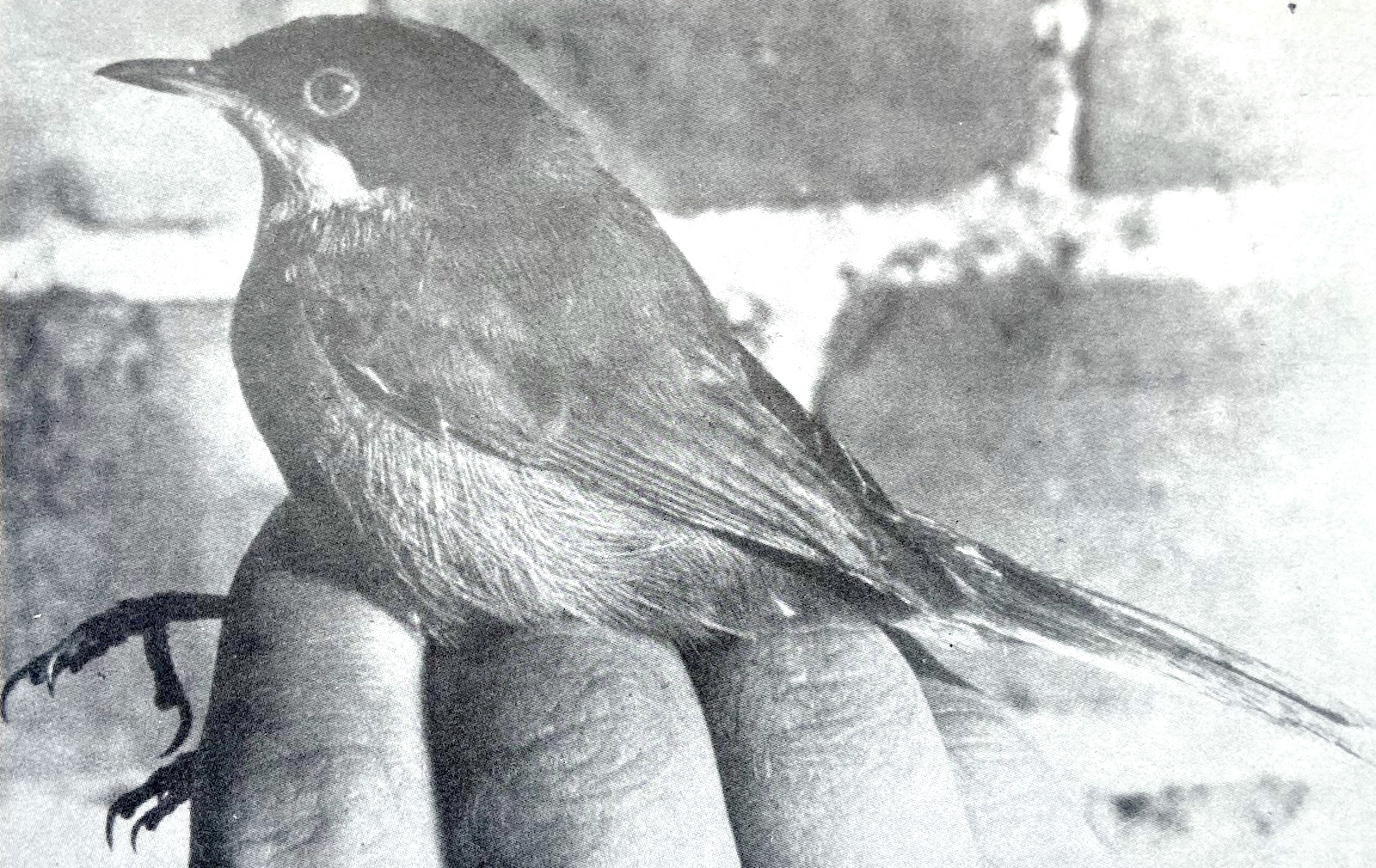 SardinianWarbler June1979 GPBO RLambert