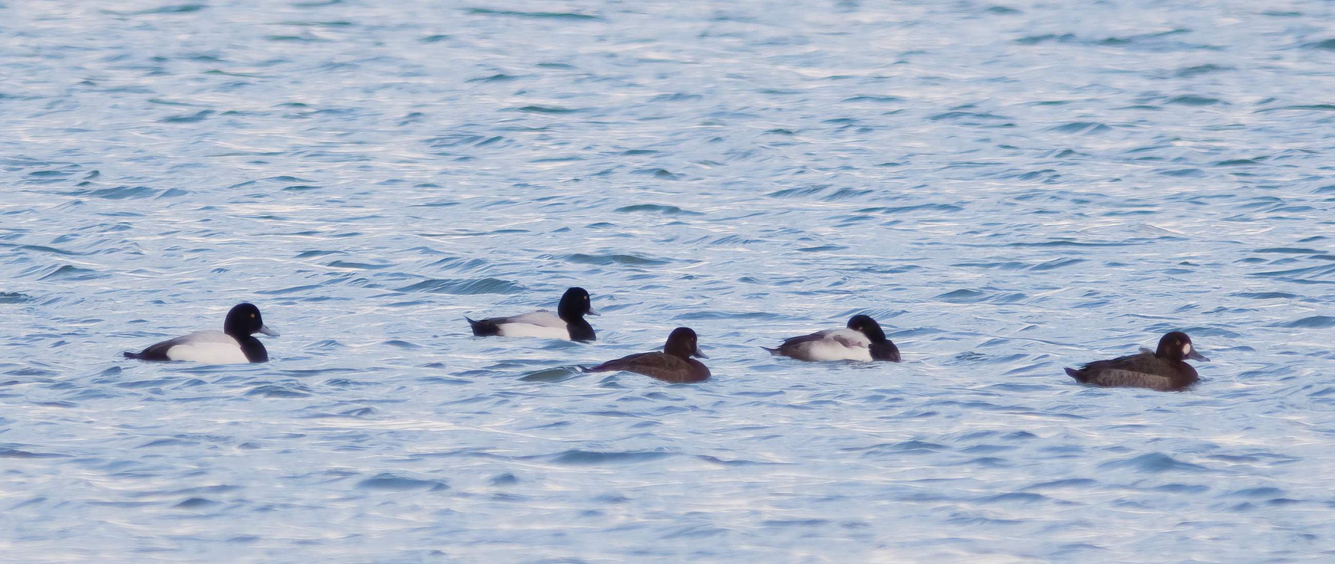Scaup 010306 Barton GPCatley topaz enhance