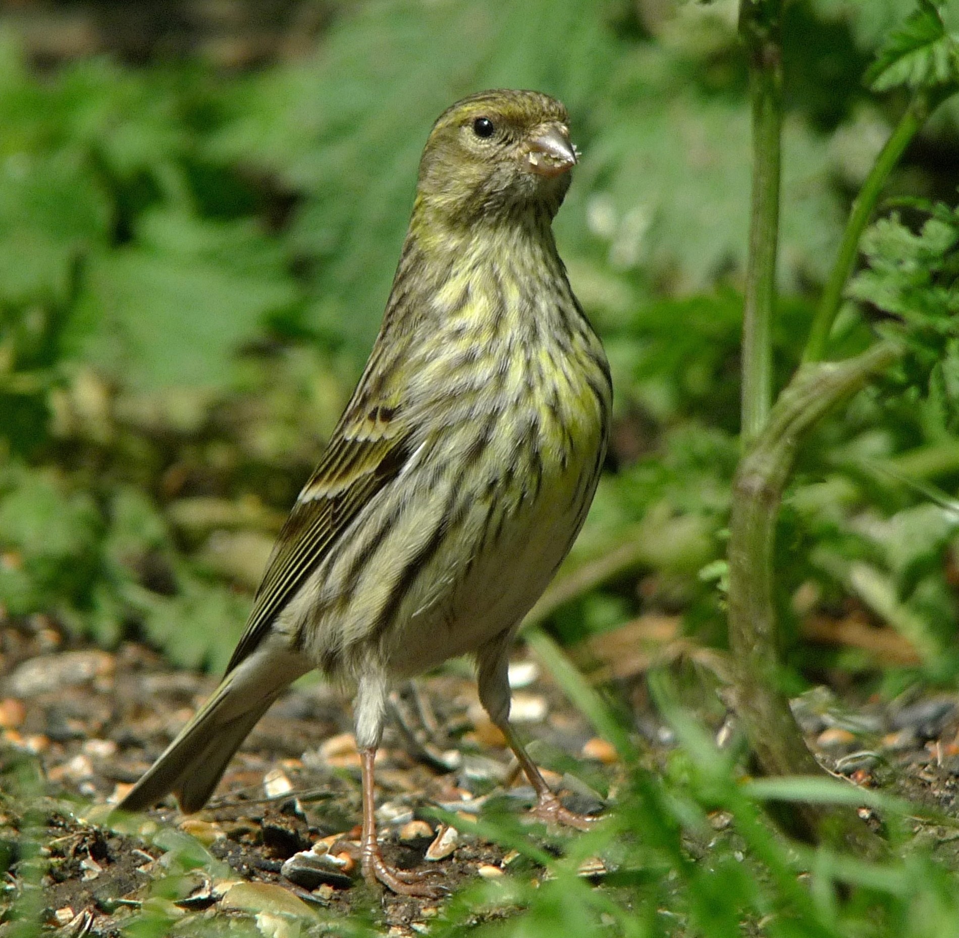 Serin 110514 GibPoint PNeale