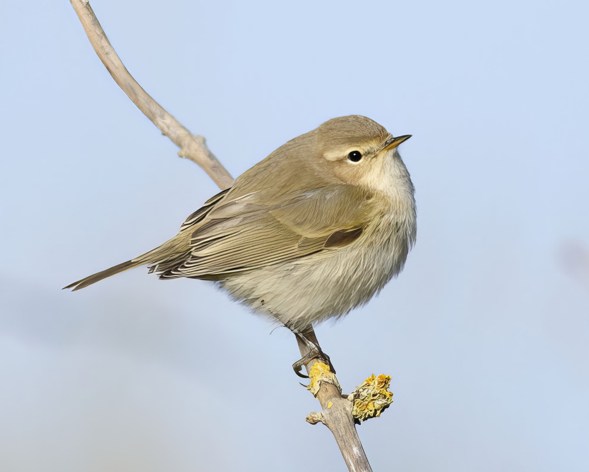 SiberianChiffchaff 101013 DonnaNook GPCatley topaz enhance