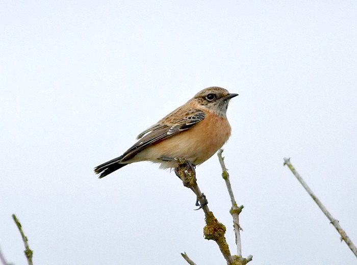 SiberianStonechat1 051013 GibPoint RussHayes copy