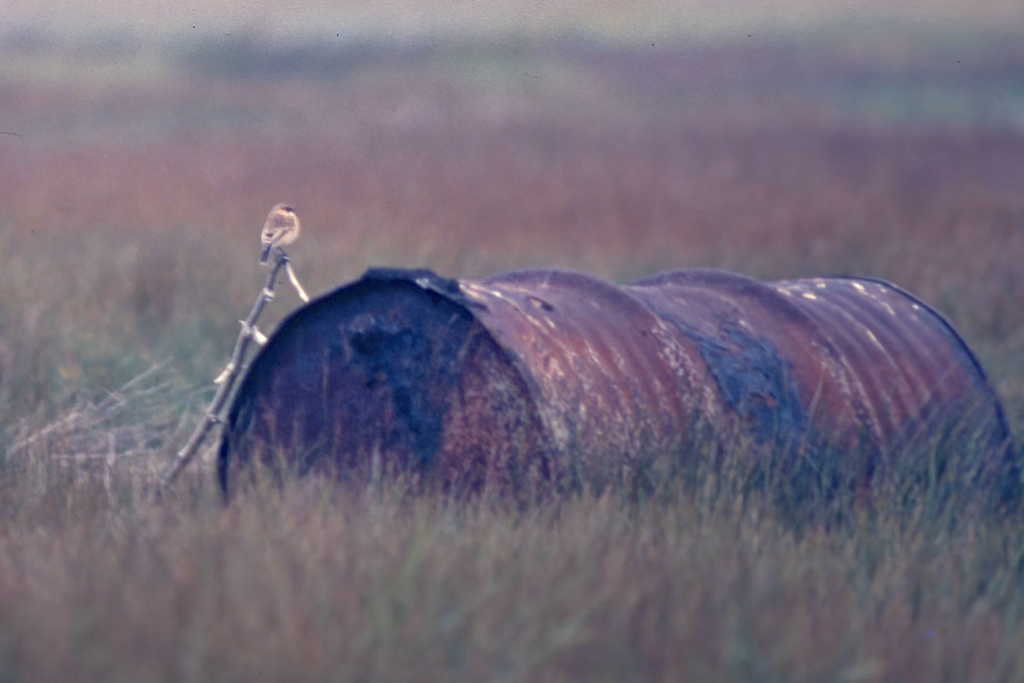 Siberian Stonechat Donna Nook October7th 1978 GPC