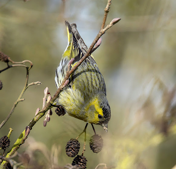 Siskin 170319 WatersEdgeCP GPCatley