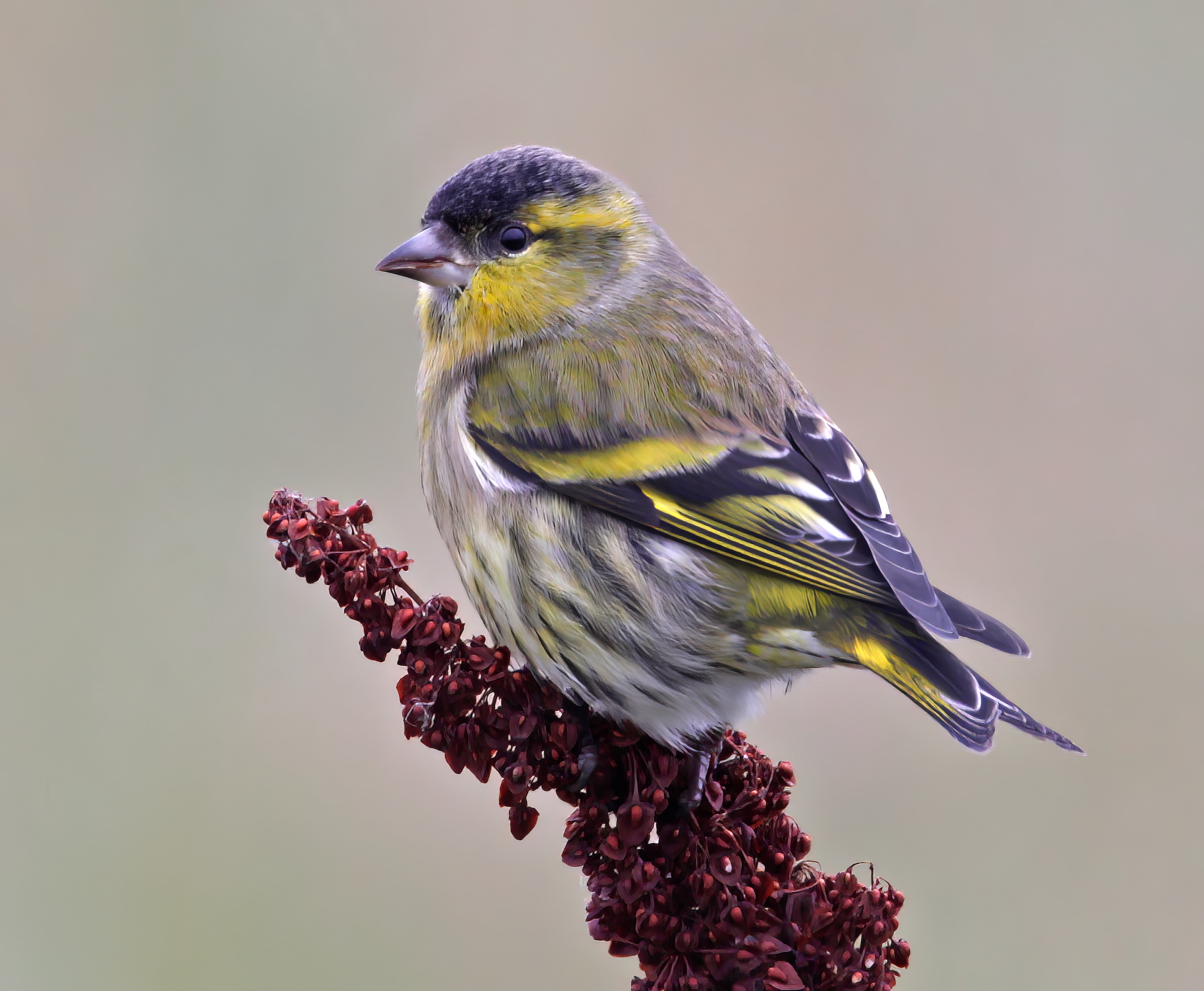 Siskin Oct2010 DonnaNook MJTarrant topaz denoise enhance