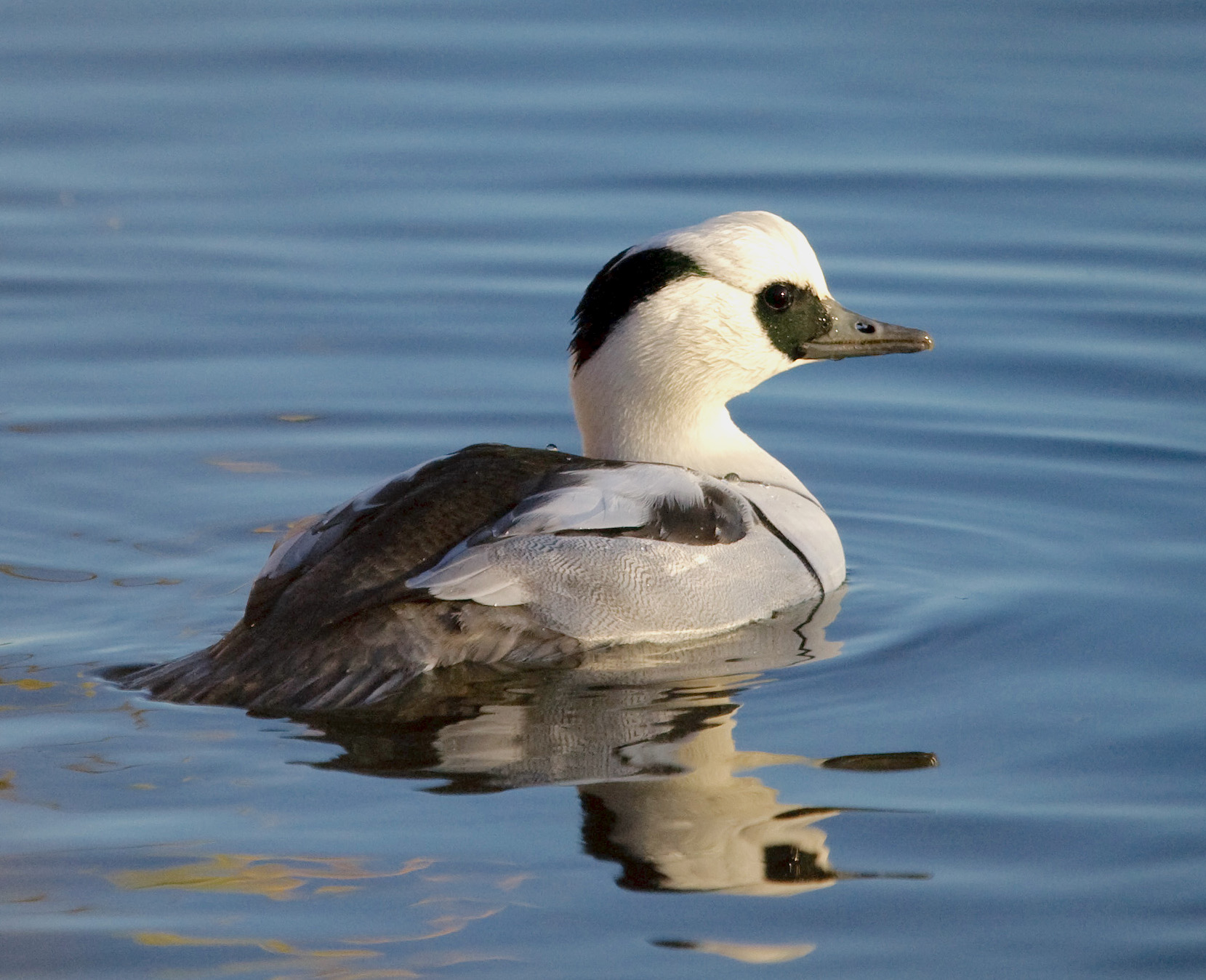 Smew 031207 BartonPits GPCatley