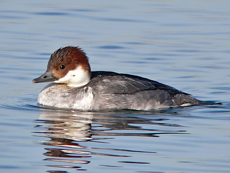 Smew CovenhamRes February2007 RDHayes