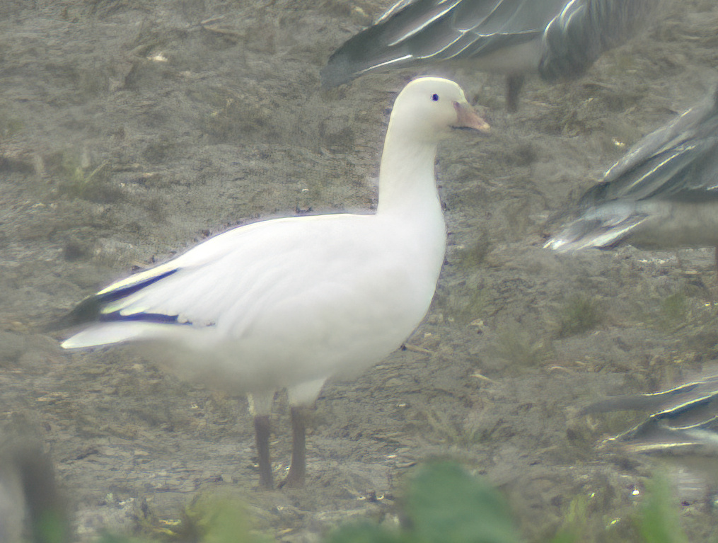 SnowGoose 301006 SuttonBridge PSullivan SharpenAI Motion