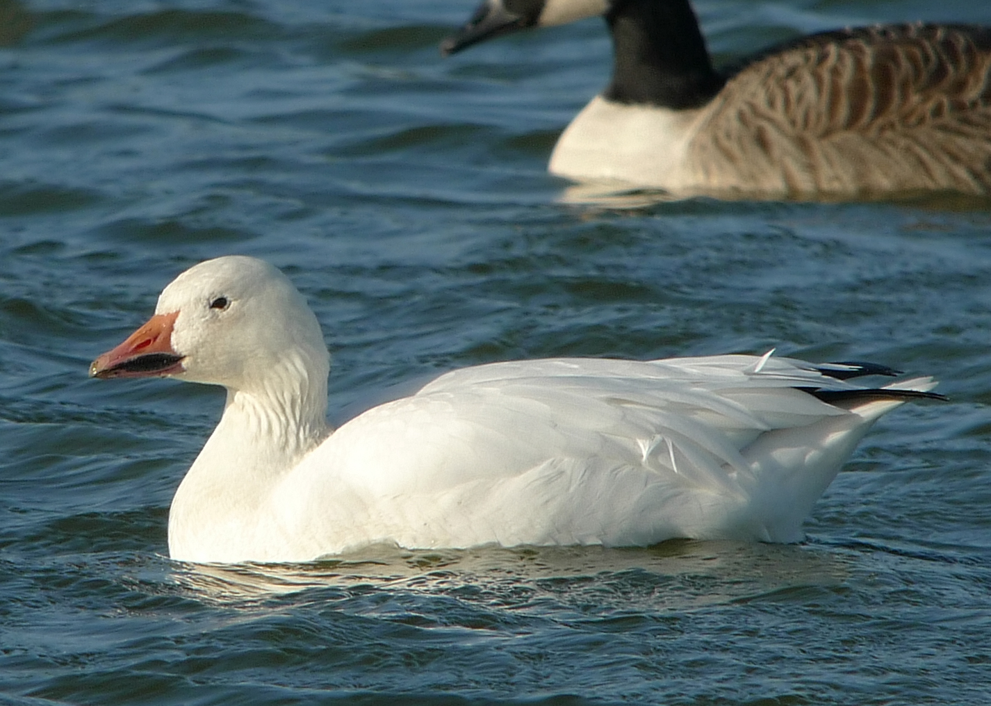 Snow Goose Short Ferry 14.11.2009 R Hayes