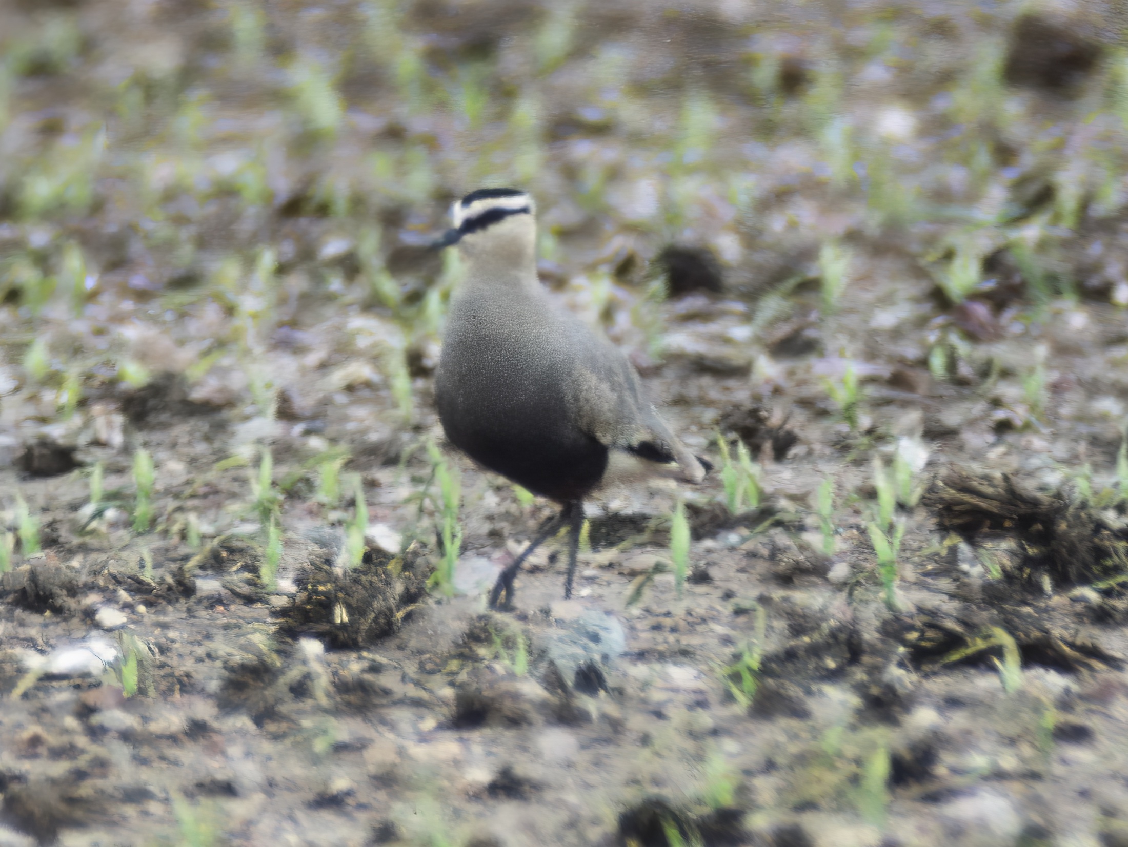 SociablePlover2 May1993 KirkbyGP GPCatley. topaz denoise enhance