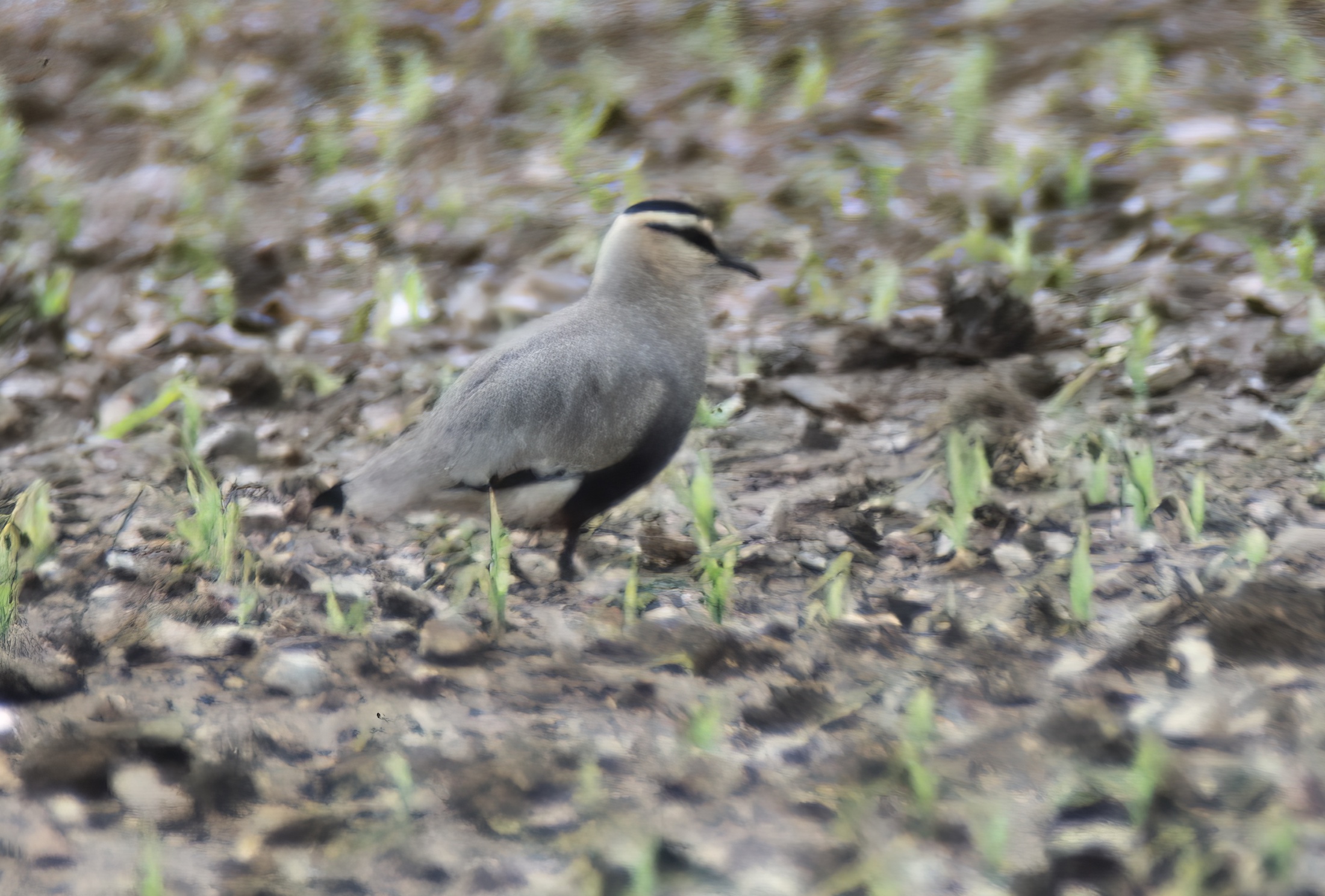 Sociable Plover May1993 KirkbyGP GPCatley topaz denoise enhance
