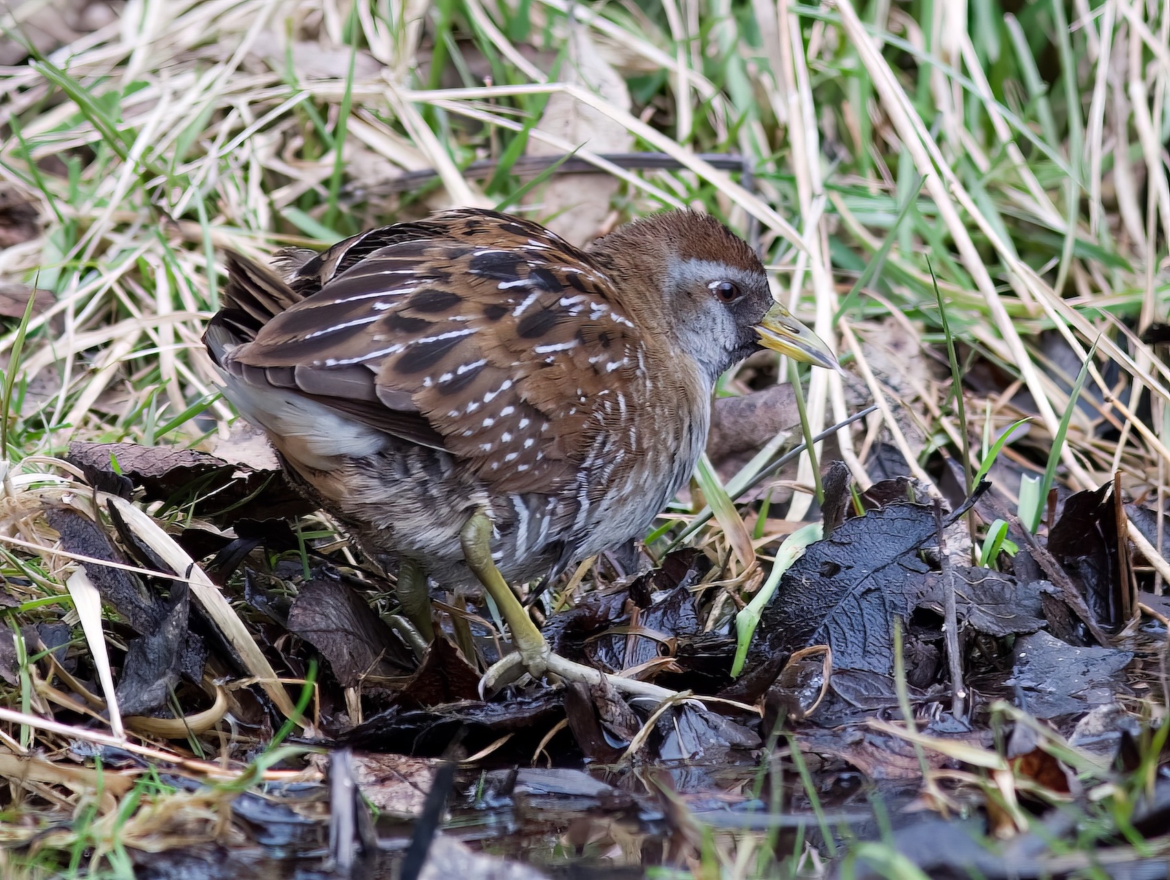 Sora1 070306 GibPoint GPCatley topaz denoise enhance