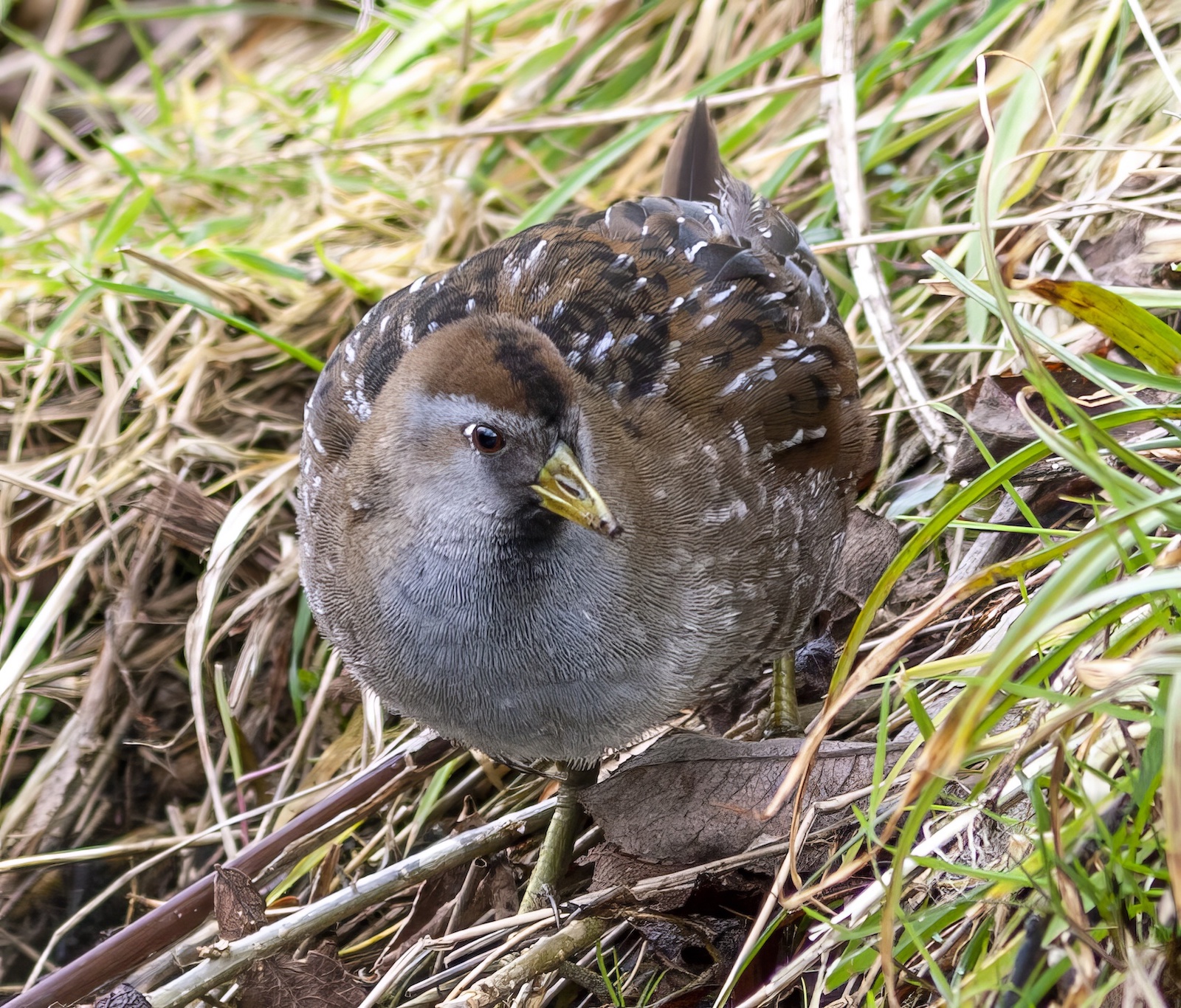 Sora2 070306 GibPoint GPCatley topaz enhance