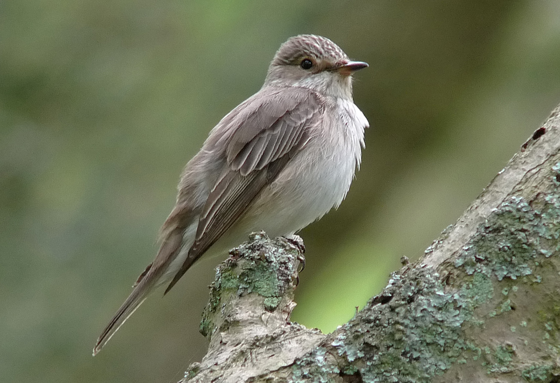 Spotted Flycatcher 210610 Linwood Warren RussDHayes