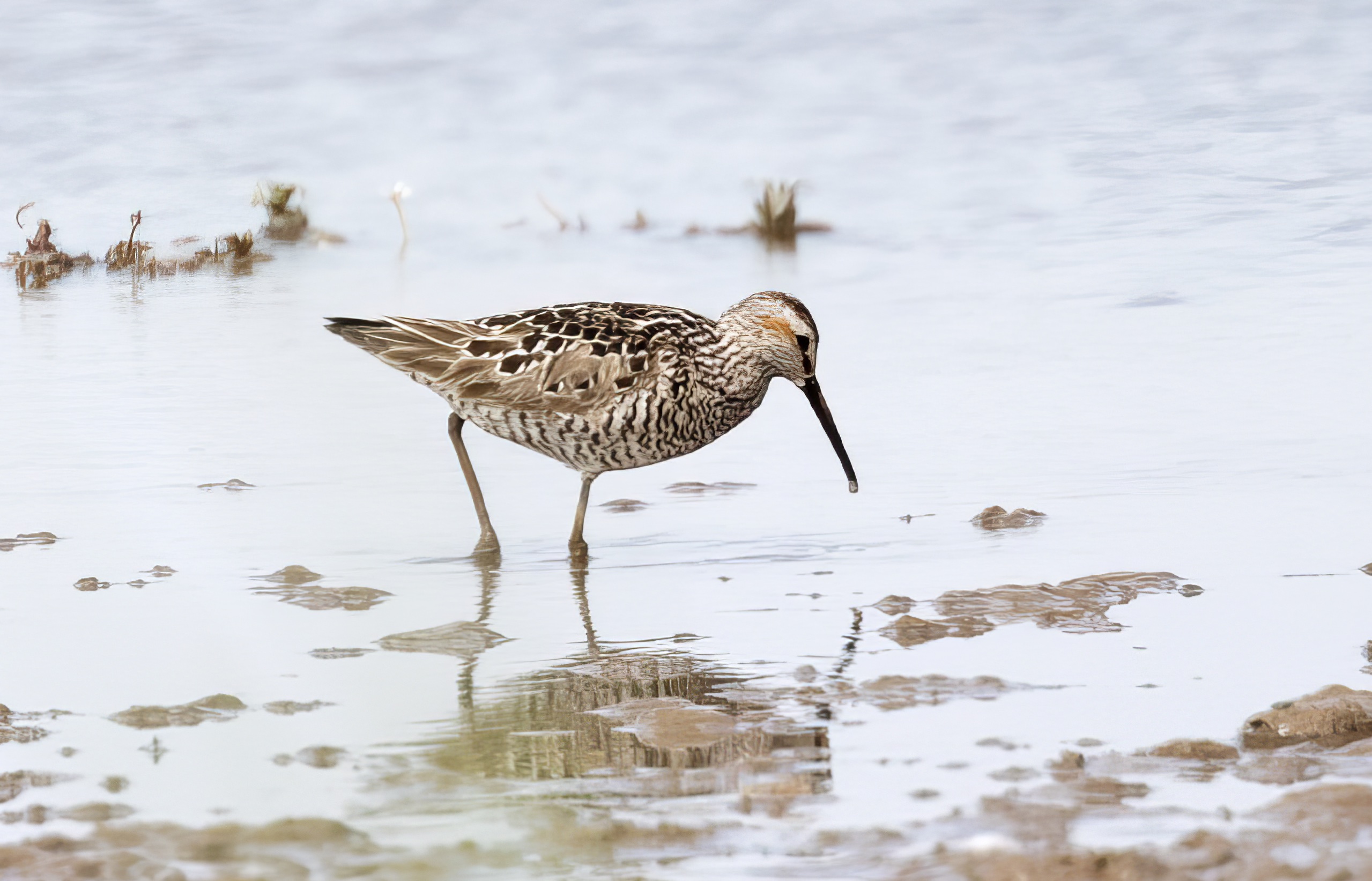StiltSandpiper 170722 Alkborough GPCatley topaz enhance