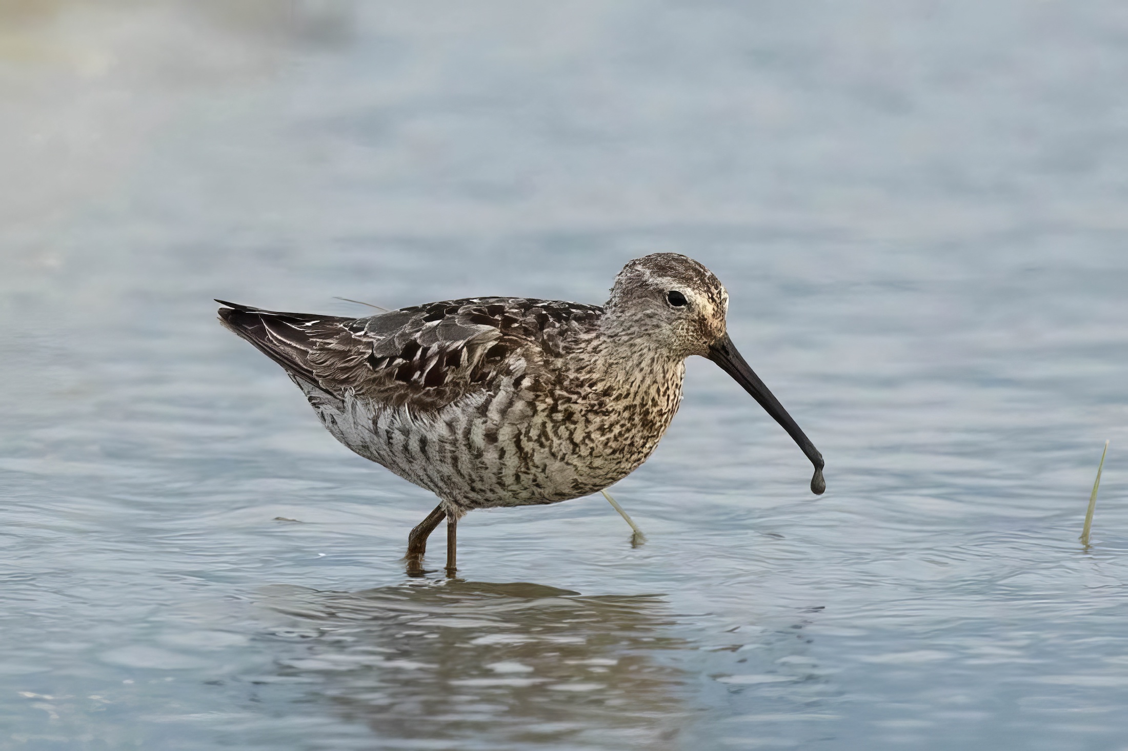 StiltSandpiper 230818 Frampton Marsh PCombes topaz enhance