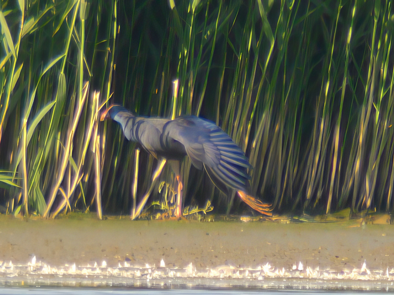 Swamphen 300816 Alkborough RHayes topaz enhance
