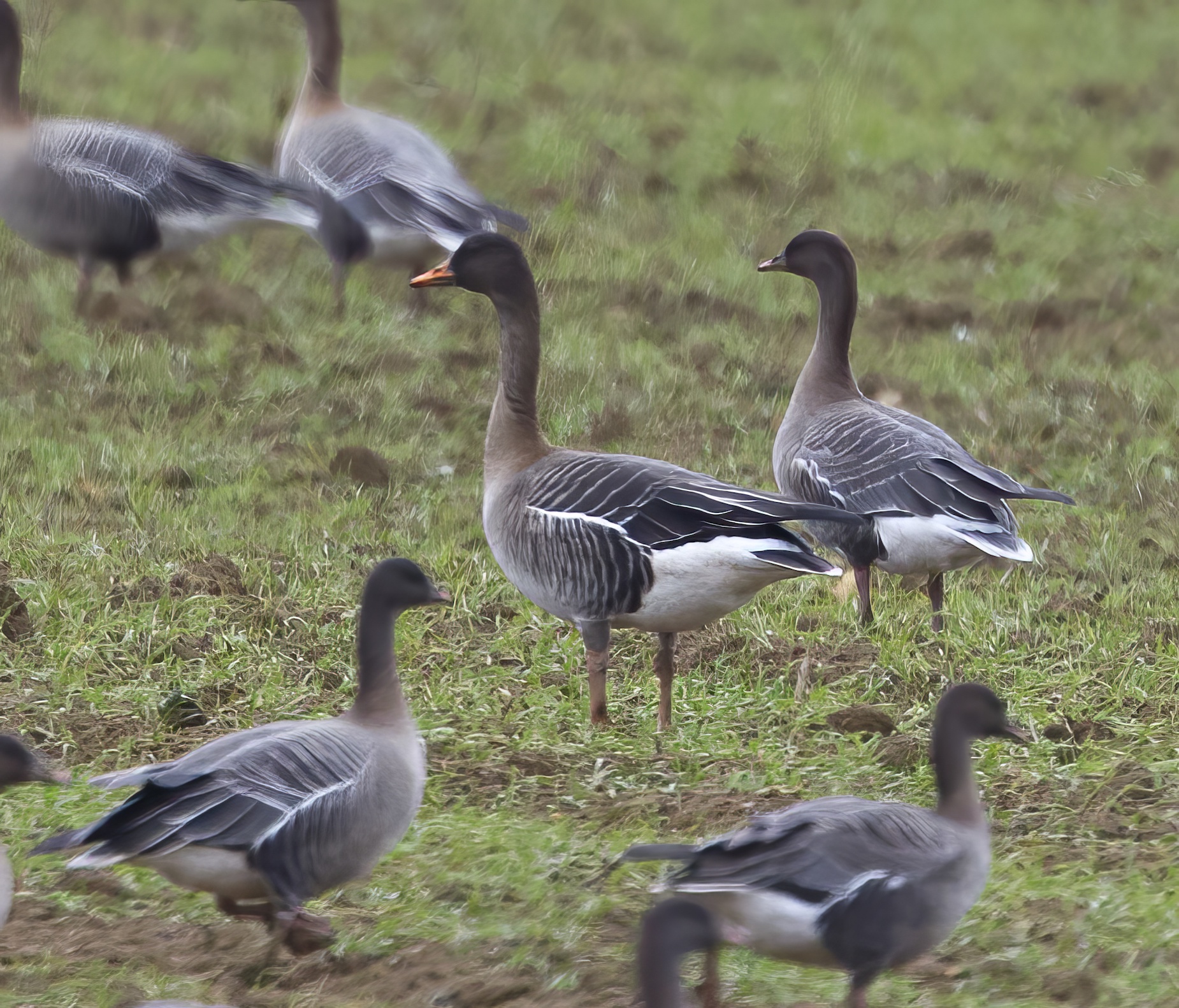 Taiga Bean Goose Winteringham January 2011 G P Catley 50 topaz enhance