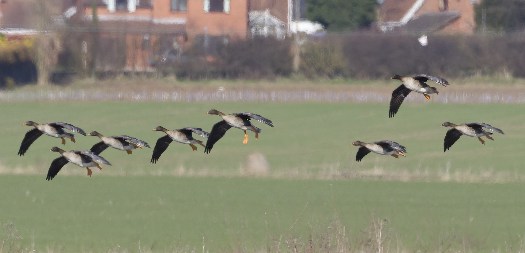 Taiga Beans Geese Worlaby Cars March 2011 G P Catley 71