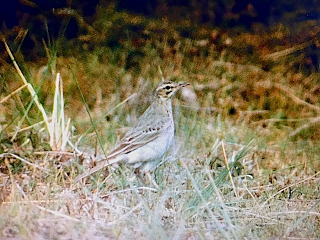 TawnyPipit2 150590 Rimac MHT