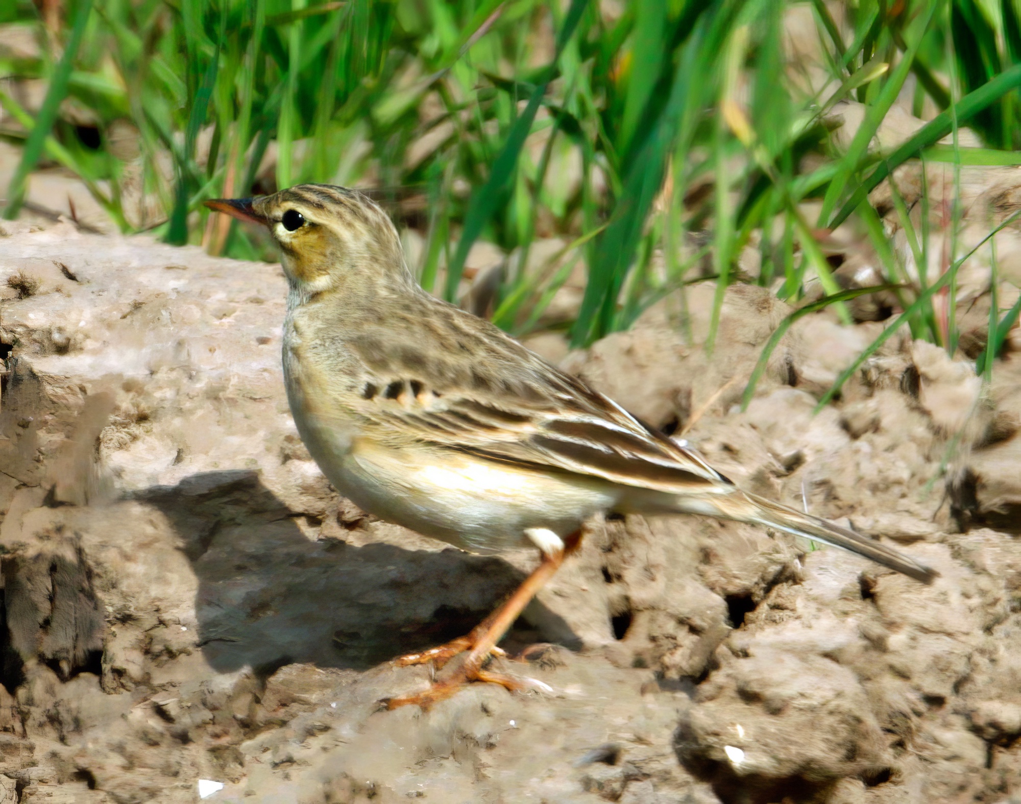 TawnyPipitI 250411 Tetney Lock April MJTarrant topaz enhance