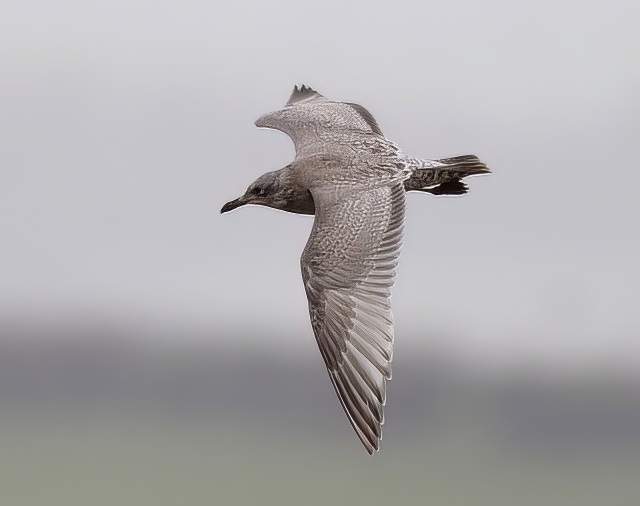 ThayersGull1 060412 Elsham GPCatley topaz denoise enhance