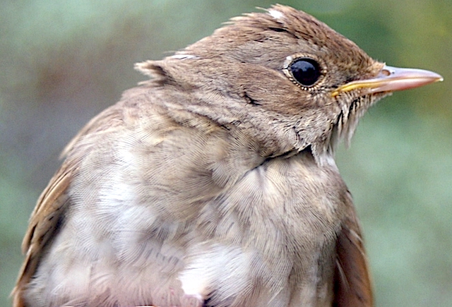 ThrushNightingale 160509 DonnaNook JSiddle