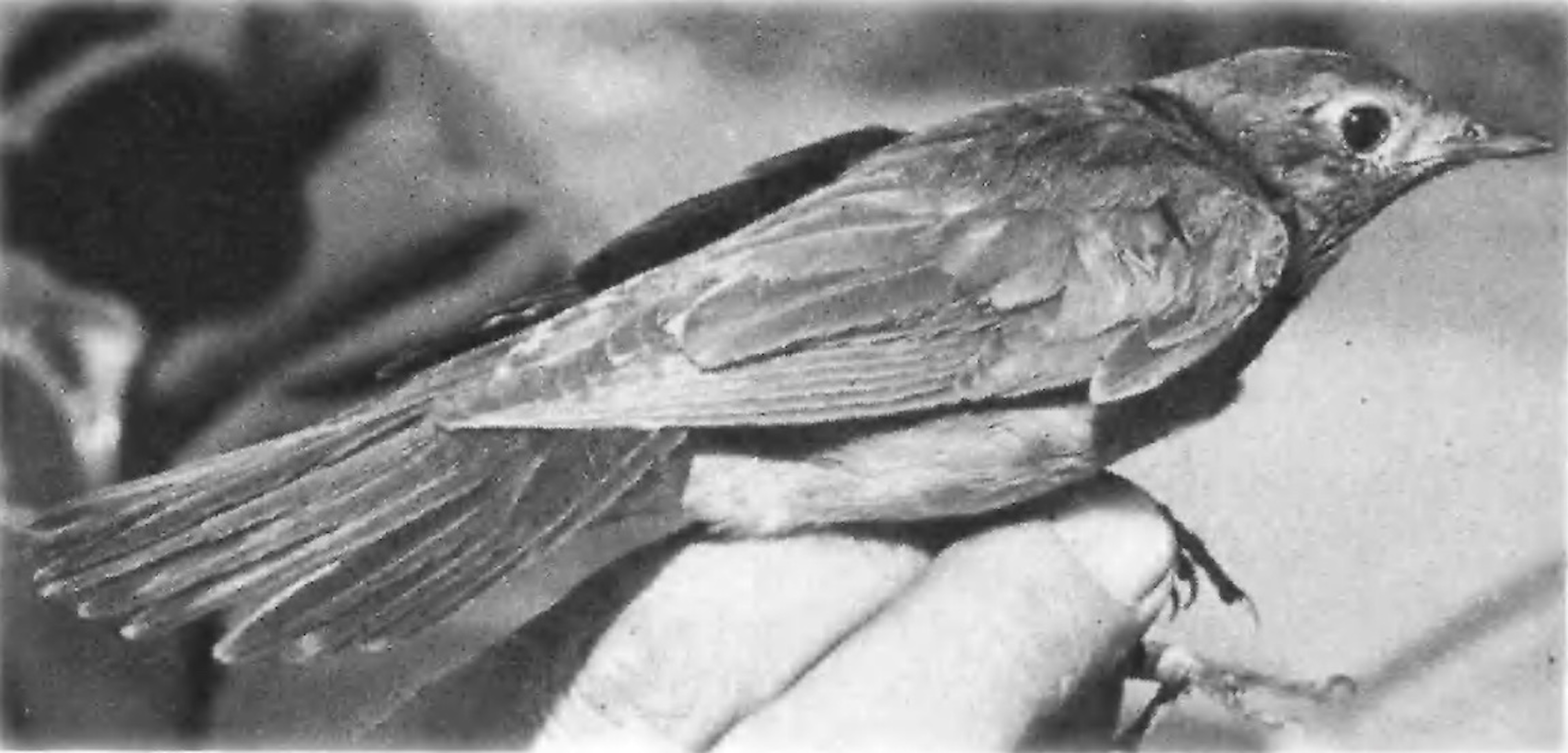 ThrushNightingale 220577 NorthSomercotes KAtkin