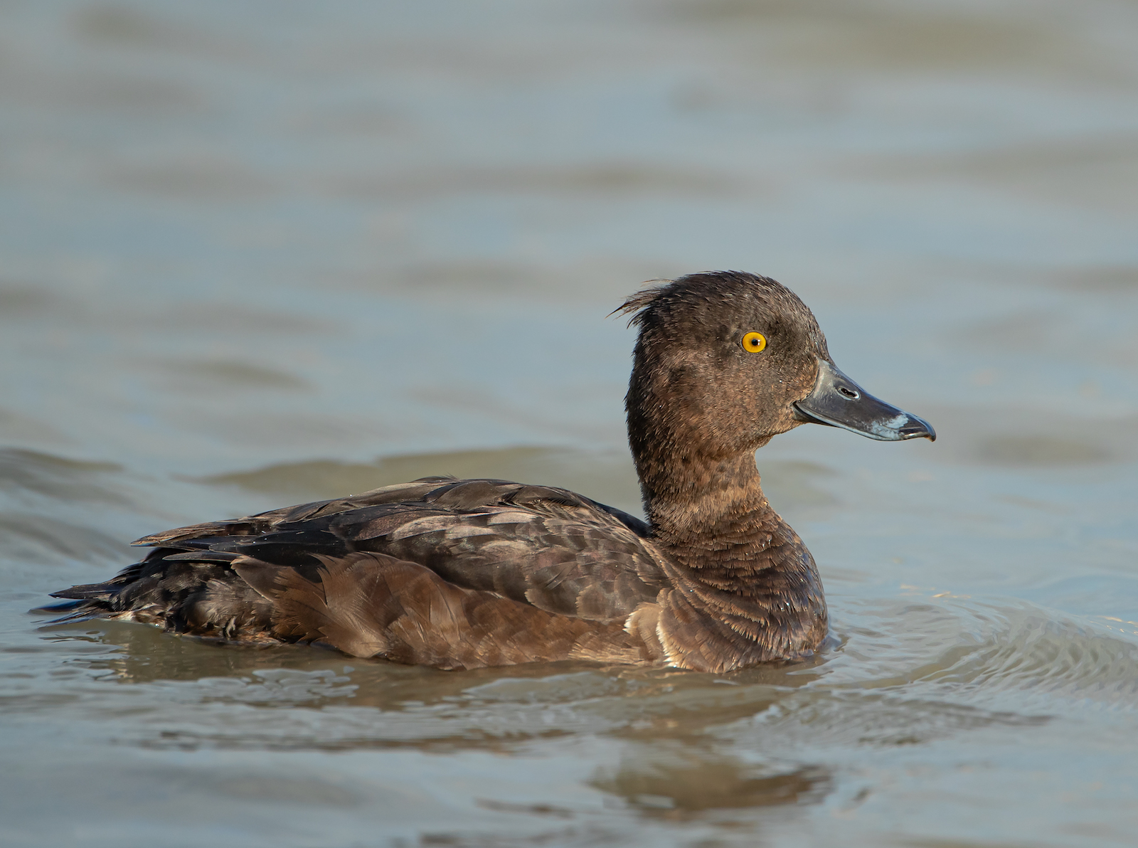 TuftedDuck 050529 Grainthorpe MarkJohnson