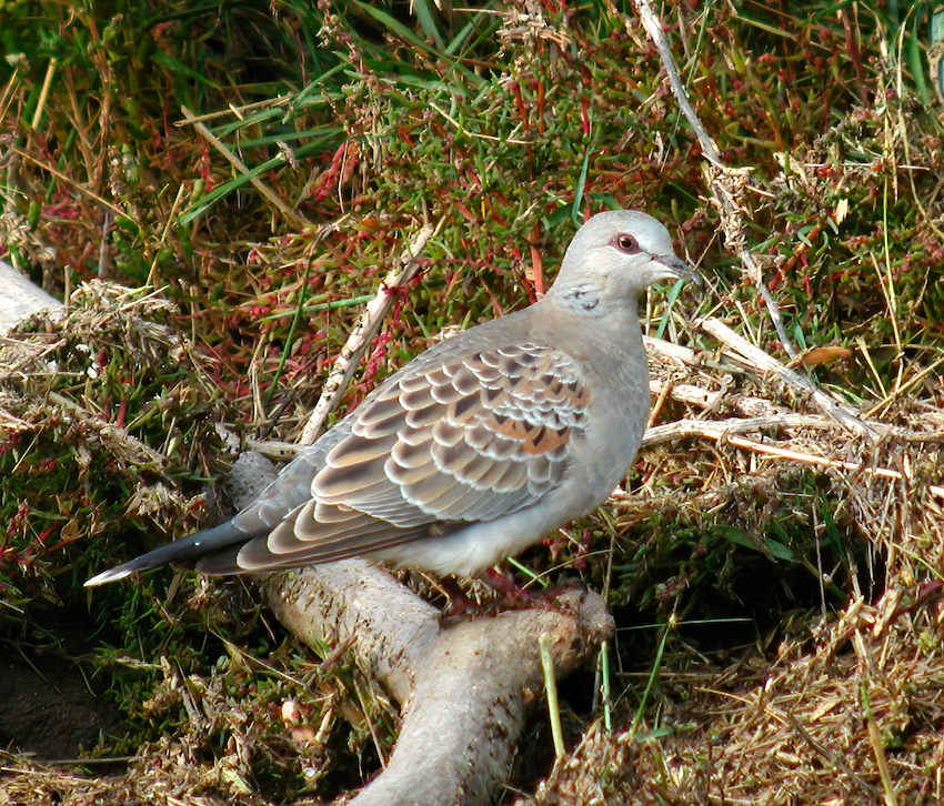 TurtleDove 280904 Pyes Hall DonnaNook GPCatley