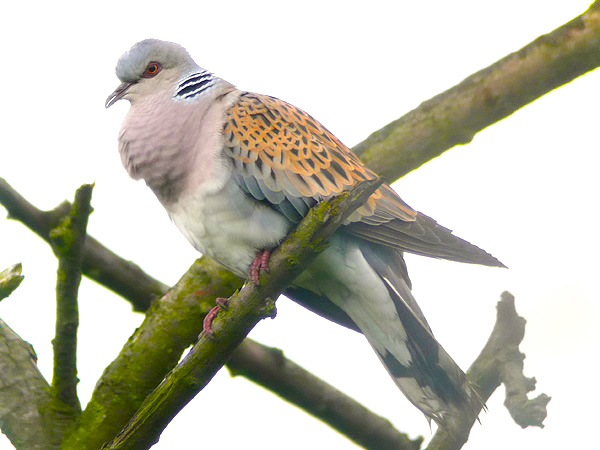 TurtleDove 300607 BardneyLock RussHayes