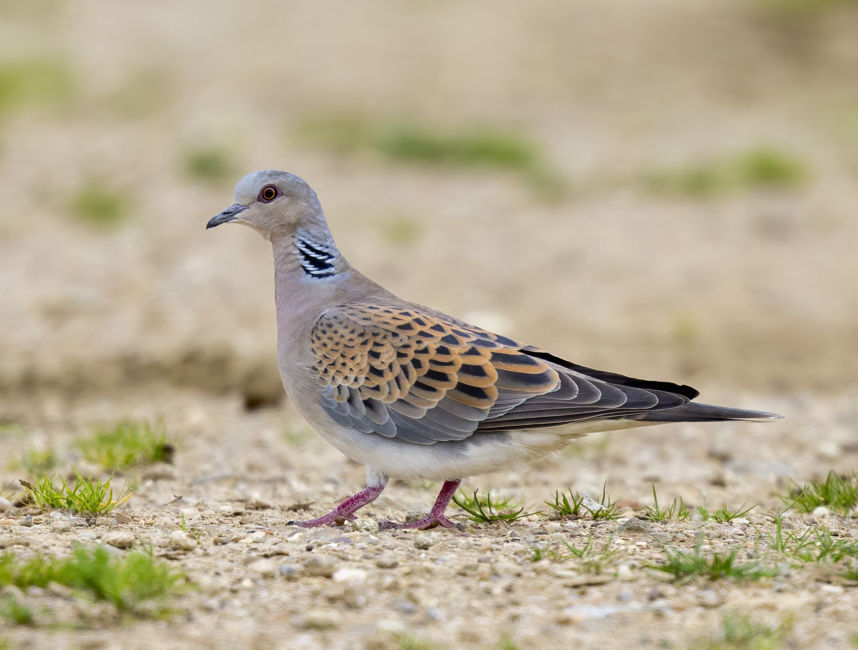 TurtleDove June2014 Redbourne GPCatley