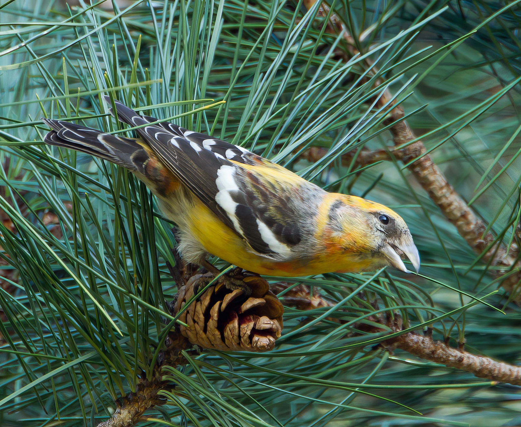 TwoBarredCrossbill1 090314 Forest Pines MarkDJohnson topaz enhance