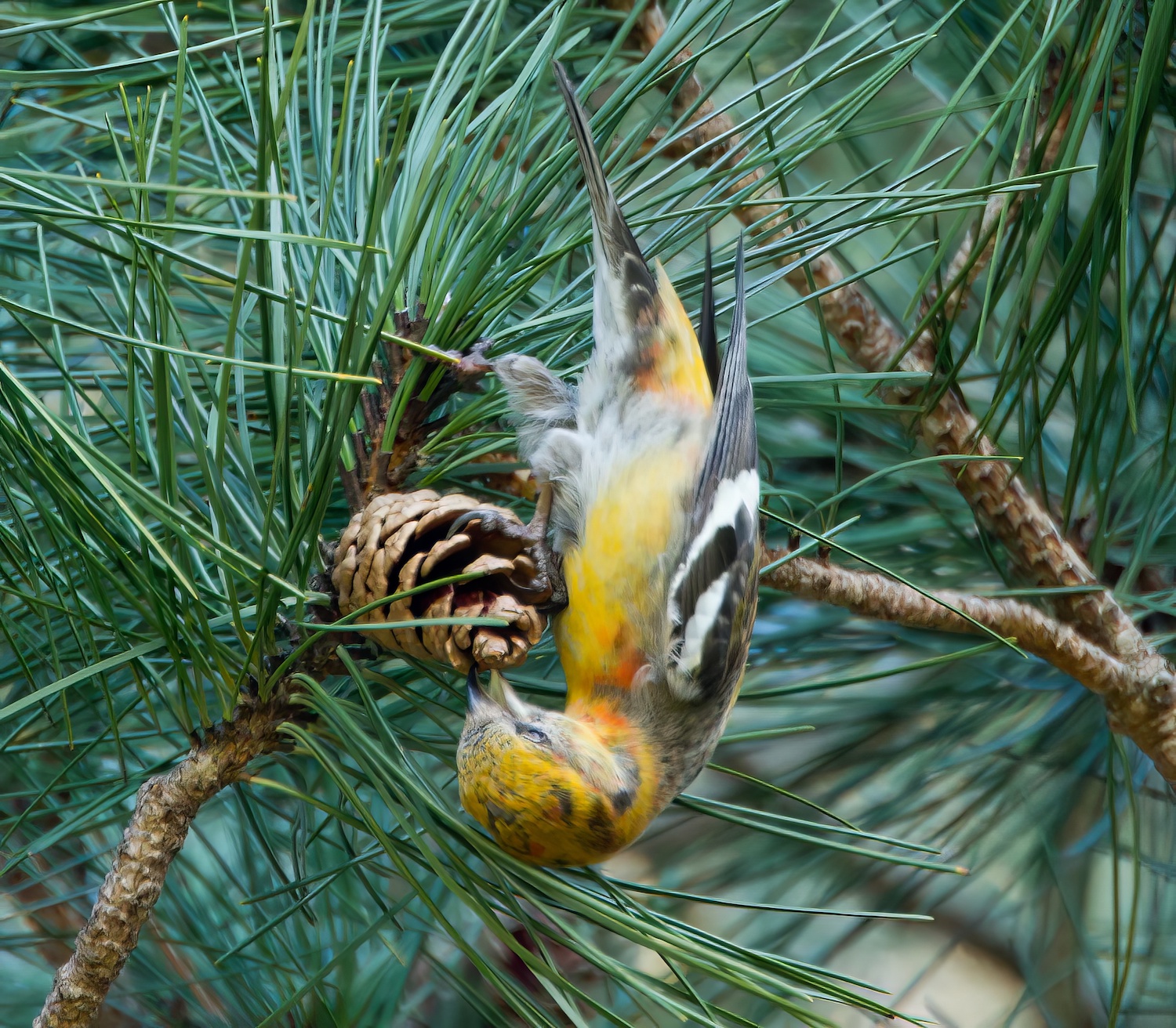 TwoBarredCrossbill2 090314 Forest Pines MarkDJohnson topaz denoise enhance