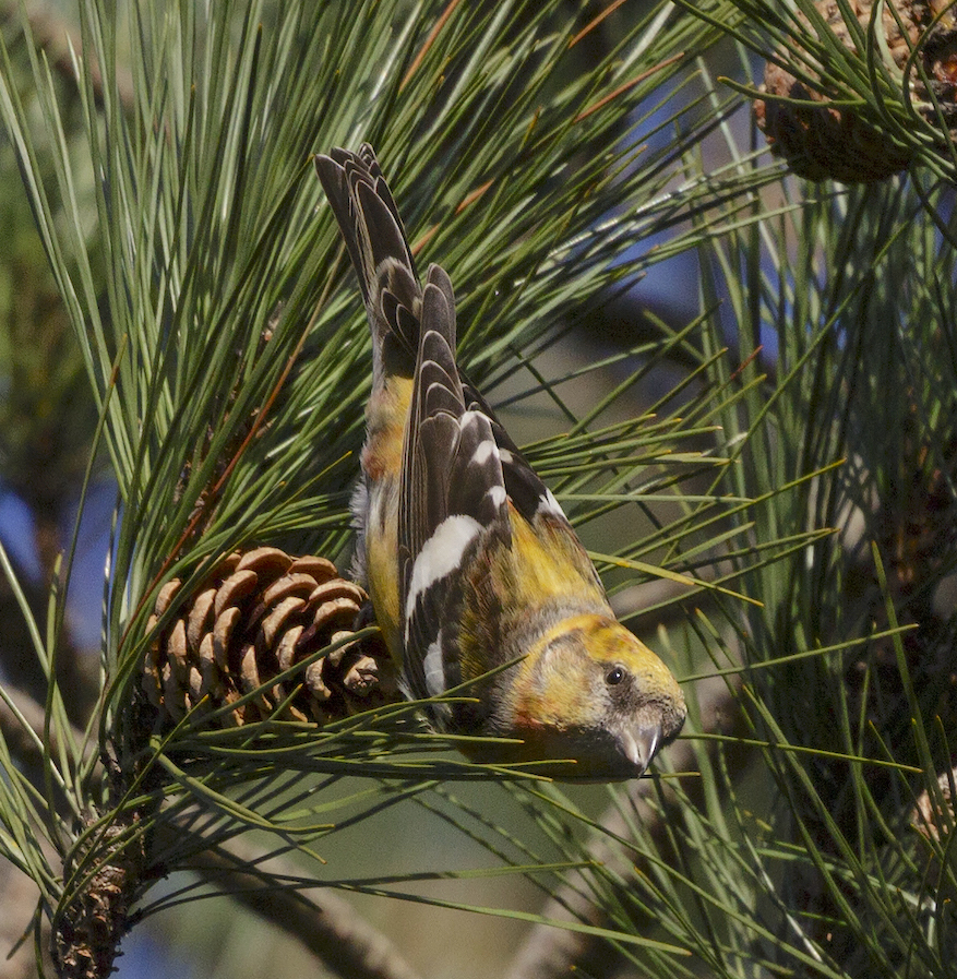 TwoBarredCrossbill 220214 Forest Pines GPCatley