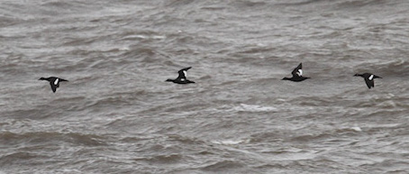 VelvetScoterAdM 111013 Huttoft JRClarkson