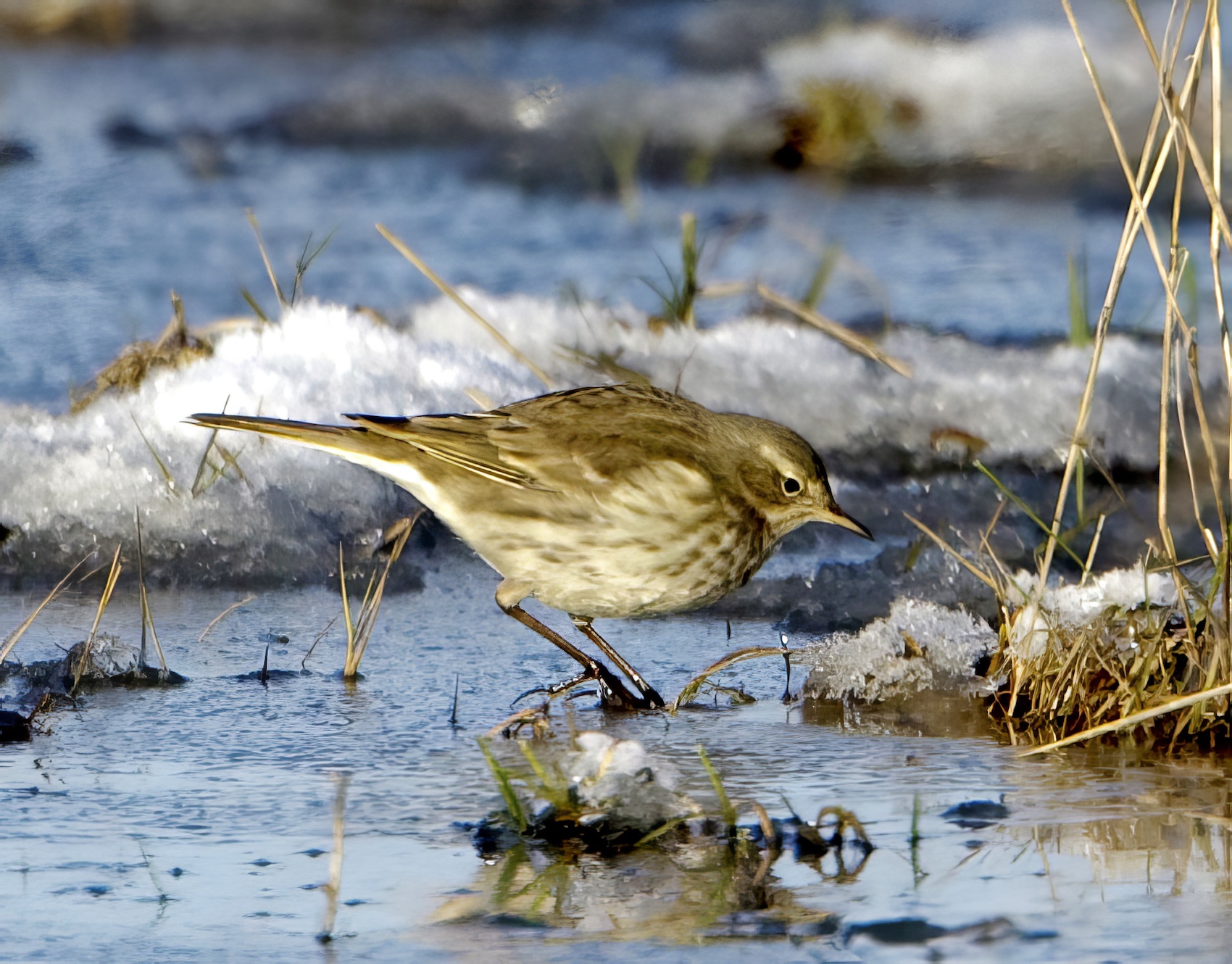 WaterPipit 040110 Alkborough GPCatley topaz enhance