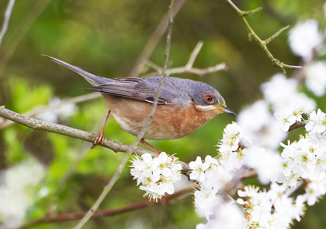 WesternSubalpineWarbler1 030411 Humberston GPCatley