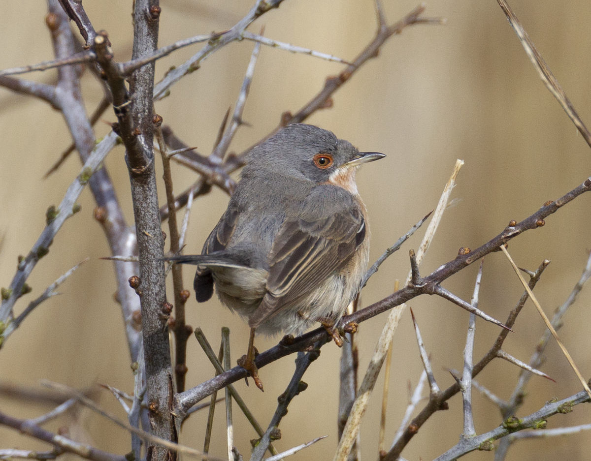 WesternSubalpineWarbler1 200413 GibPoint GPCatley